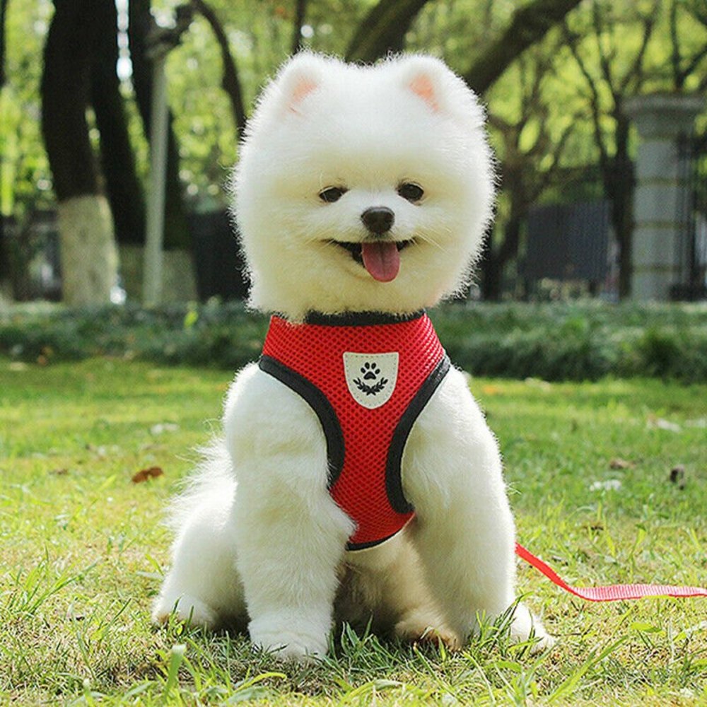 Mesh Padded Soft Puppy Pet Dog Harness Breathable Comfortable Many Colors S M L